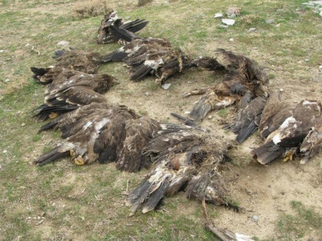 احتمال افزایش شمار پرندگان شکاری مسموم شده
