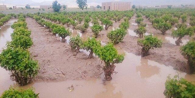 مخاطرات طبیعی سالانه 1000 میلیارد تومان به بخش کشاورزی آذربایجان مخاطرات طبیعی سالانه 1000 میلیارد تومان به بخش کشاورزی آذربایجان غربی خسارت می زند