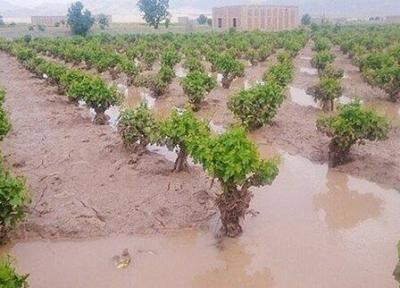 مخاطرات طبیعی سالانه 1000 میلیارد تومان به بخش کشاورزی آذربایجان غربی خسارت می زند