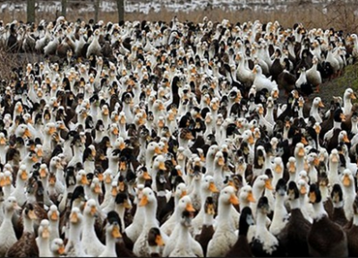 100 هزار اردک چینی به جنگ ملخ های صحرایی پاکستان رفتند