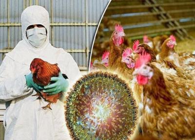 آنفولانزای مرغی چیست و علایم آن کدام است؟