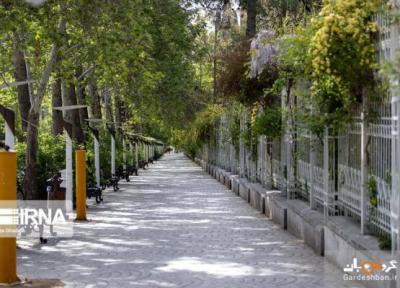 باغ ارم شیراز با رُزها و سرونازهای جهانی، عکس