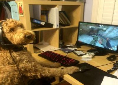 سگ نابغه در بازی های کامپیوتری