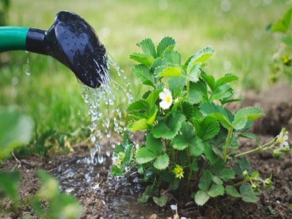 13 روش آسان صرفه جویی آبیاری باغچه در تابستان و زمستان