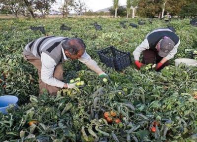 گران شدن صادرات گوجه فرنگی و دردسرساز شدن آن برای کشاورزان