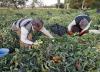 گران شدن صادرات گوجه فرنگی و دردسرساز شدن آن برای کشاورزان