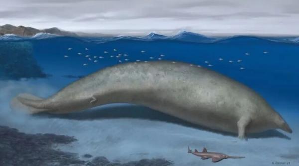 تصاویر ، کشف بزرگ ترین حیوان جهان ، دو برابر سنگین تر از نهنگ