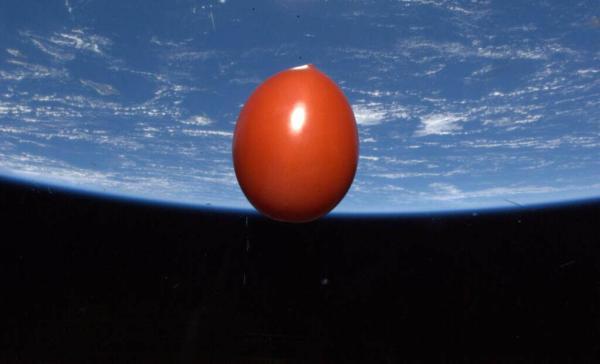 ظاهر عجیب گوجه فرنگی های پیدا شده در فضا، عکس